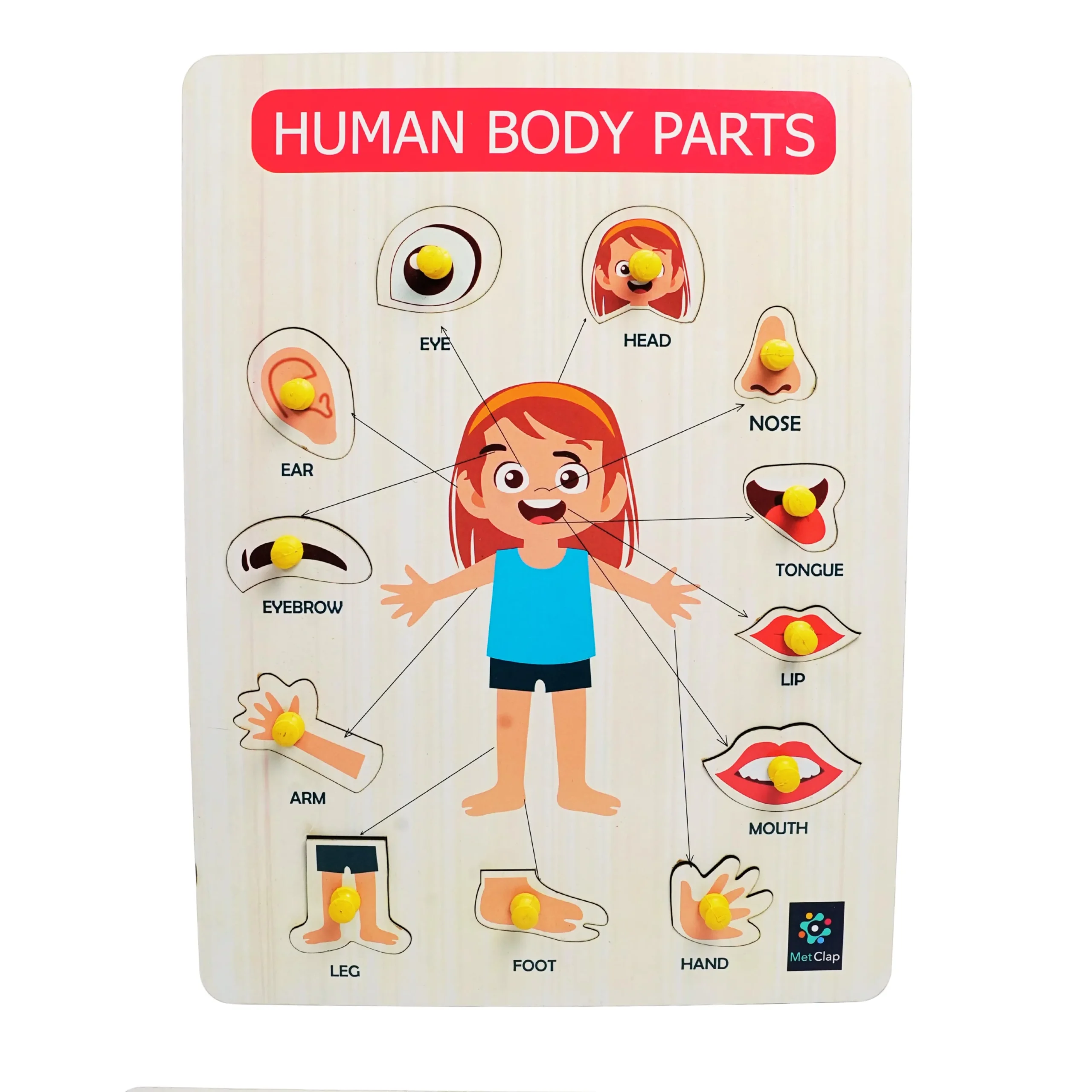 Metclap - Metclap - Body Parts Tray - Front