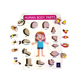 Metclap's Body Parts Tray - Games For Kids